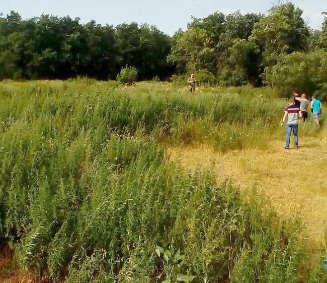 В Краснодонском районе сотрудники следственного Управления ГП ЛНР выявили и уничтожили 650 кг. наркосодержащих растений (ФОТО, ВИДЕО)