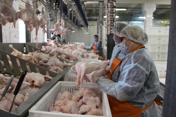 Объем производства мяса птицы на Чернухинской птицефабрике с 2017 года вырос в пять раз (ФОТО)