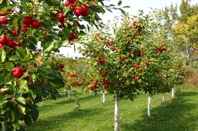 Предлагаю Обрезка и формирование фруктовых деревьев