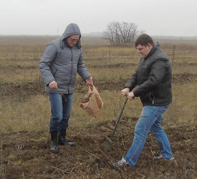 В рамках проекта «Зеленый пояс Алчевска» вокруг города высадили более 3 тысяч саженцев