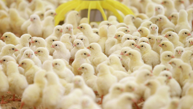 К концу года Чернухинская птицефабрика  достигнет довоенного уровня производства