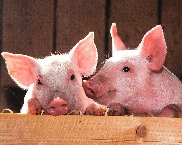 В 2018 году поголовье свиней выросло на 16% в годовом исчислении