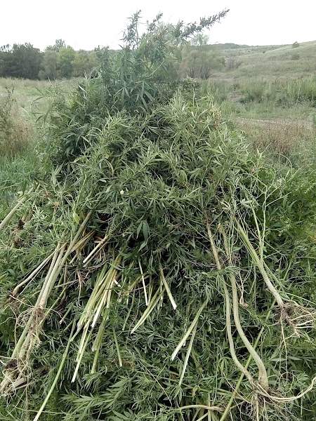 В Краснодонском районе уничтожили более 1,8 тыс. кустов конопли