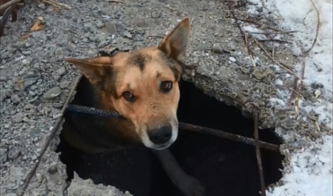 Алчевские спасатели вытащили из люка теплотрассы и накормили бездомную собаку
