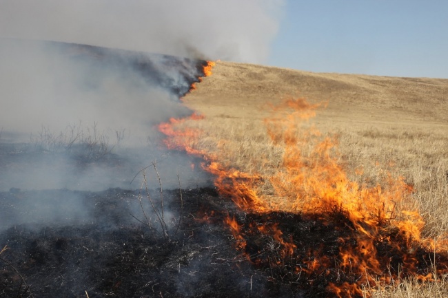 В поселке Селезневка пожаром уничтожено 1,5 га лесной подстилки