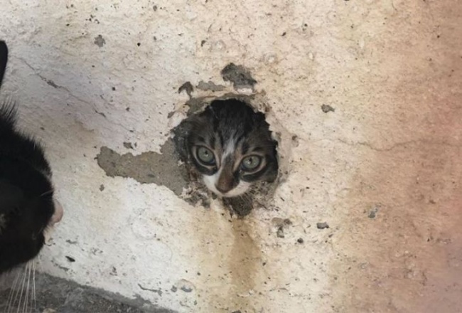 В Луганске на ул. Линева был спасен котенок, оказавшийся в мусоропроводе