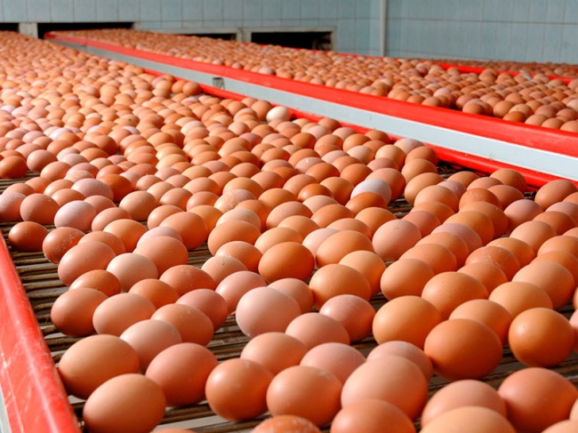 Птицеводческие предприятия ЛНР увеличили производство яиц на восемь процентов