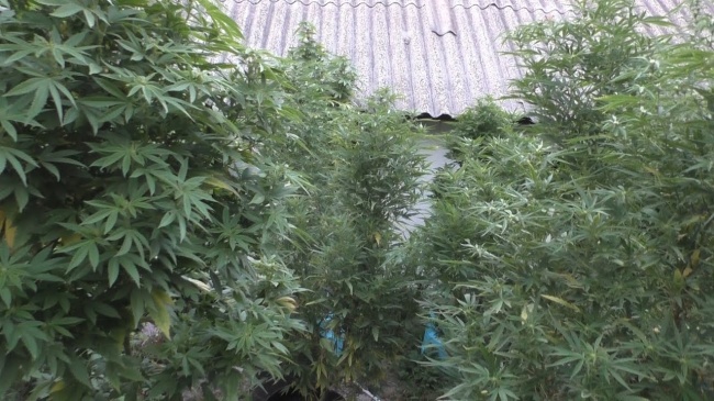 В Михайловке у местного жителя изъяли марихуану и 30 кустов конопли