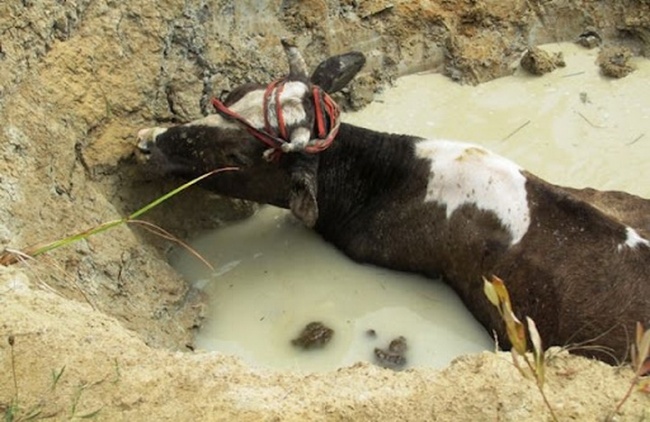Спасатели Брянки вытащили корову которая застряла в отстойнике в районе улицы Осоавиахима