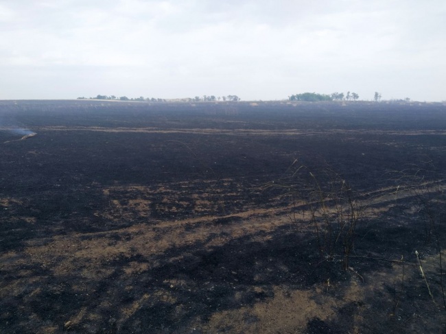 В Антрацитовском районе выгорело хлебное поле