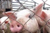 Африканская чума свиней зафиксирована и в Черкасской области