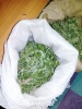Сотрудниками прокуратуры выявлено и изъято 2 кг. марихуаны