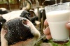 В Украине только одна молочная компания  соответствует требованиям экспорта ЕС - эксперт