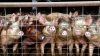 Республика Молдова ввела запрет на импорт живых животных  и украинской свинины