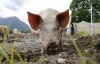 В Украине за год поголовье свиней сократилось  на 5,5% - Госстатистики