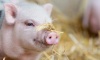 Поголовье свиней сократилось до исторического минимума