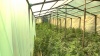 Две теплицы марихуаны выявили сотрудники ОБНОН  в Стаханове