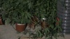 Житель Луганска в одном из гаражей поселка Промжилстрой выращивал коноплю