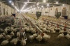Чернухинская птицефабрика произвела мяса птицы на 25% больше, чем в предыдущем году.